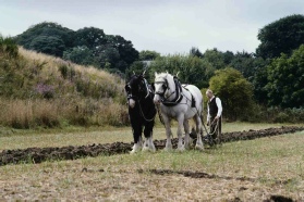 #Heavy_horse_ploughing